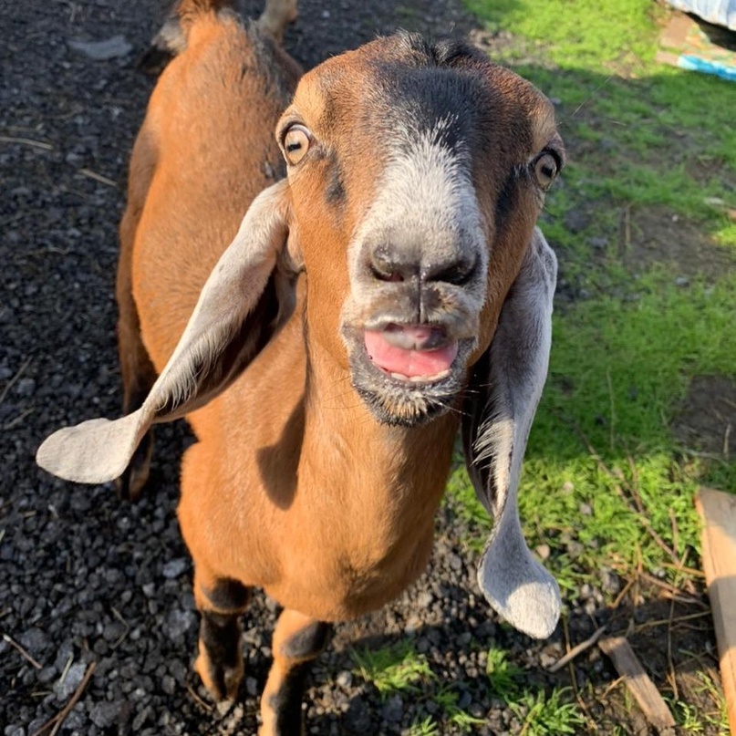 Козы в частной мини-сыроварне козы в частной мини-сыроварне в Сургуте